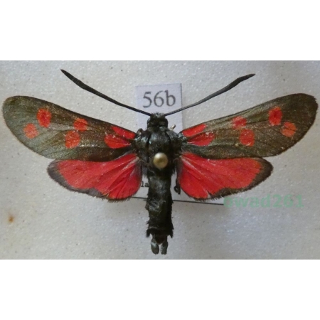 Zygaena filipendulae (Linnaeus, 1758) Kraśnik sześcioplamek Czech56b